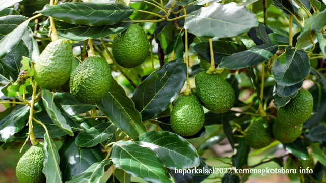 Mengetahui Manfaat Daun Alpukat yang Jarang Diketahui