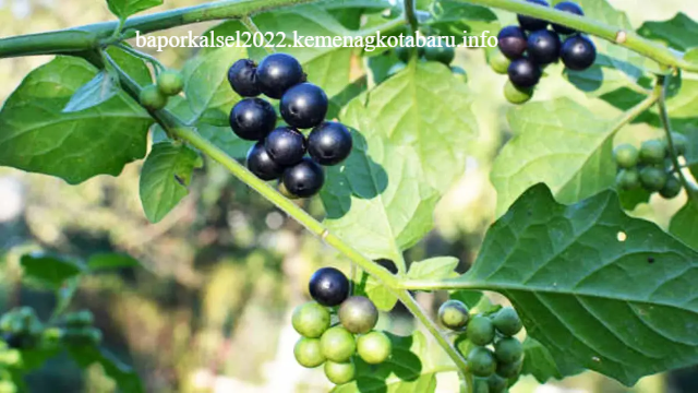 Kenali Beberapa Manfaat Leunca untuk Kesehatan yang Jarang Diketahui