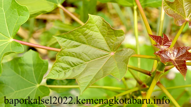  Manfaat Daun Jarak, Baik untuk Pencernaan dan Kulit