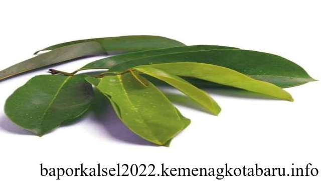 10 Manfaat Daun Manggis bagi Kesehatan